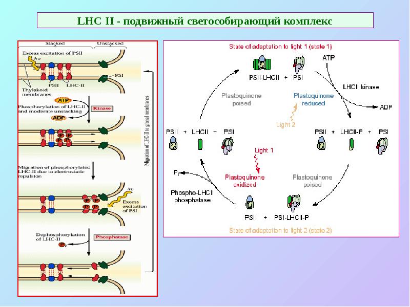 LHC II - подвижный светособирающий комплекс LHC II - подвижный светособирающий комплекс