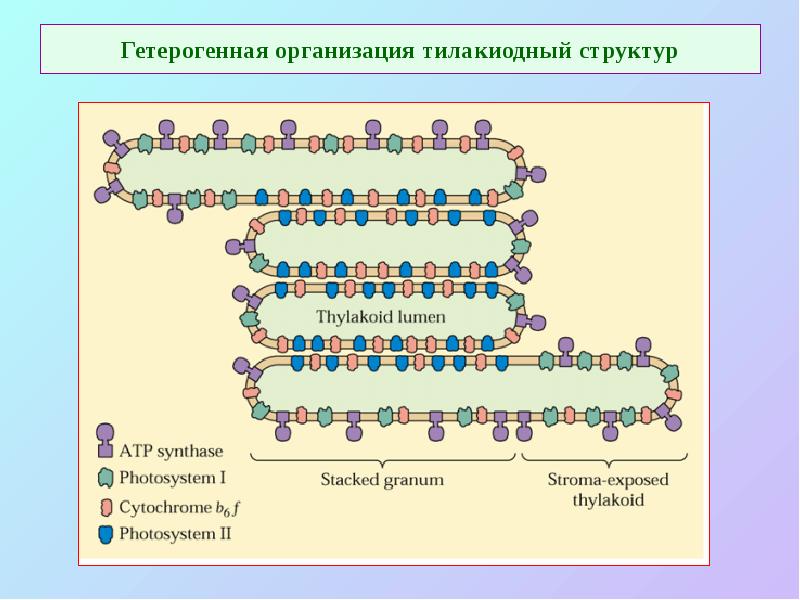 Гетерогенная организация тилакиодный структур Гетерогенная организация тилакиодный структур