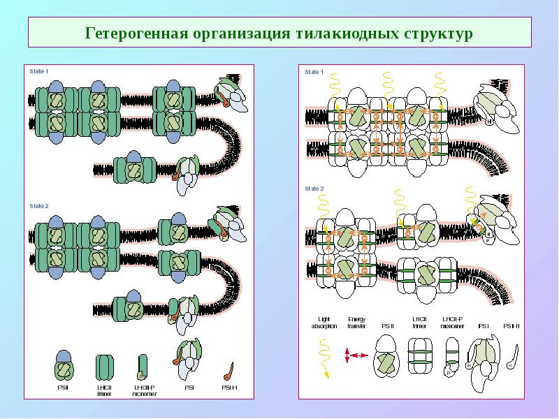 Гетерогенная организация тилакиодных структур Гетерогенная организация тилакиодных структур
