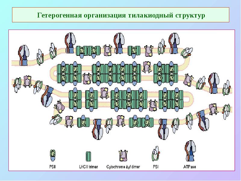 Гетерогенная организация тилакиодный структур Гетерогенная организация тилакиодный структур