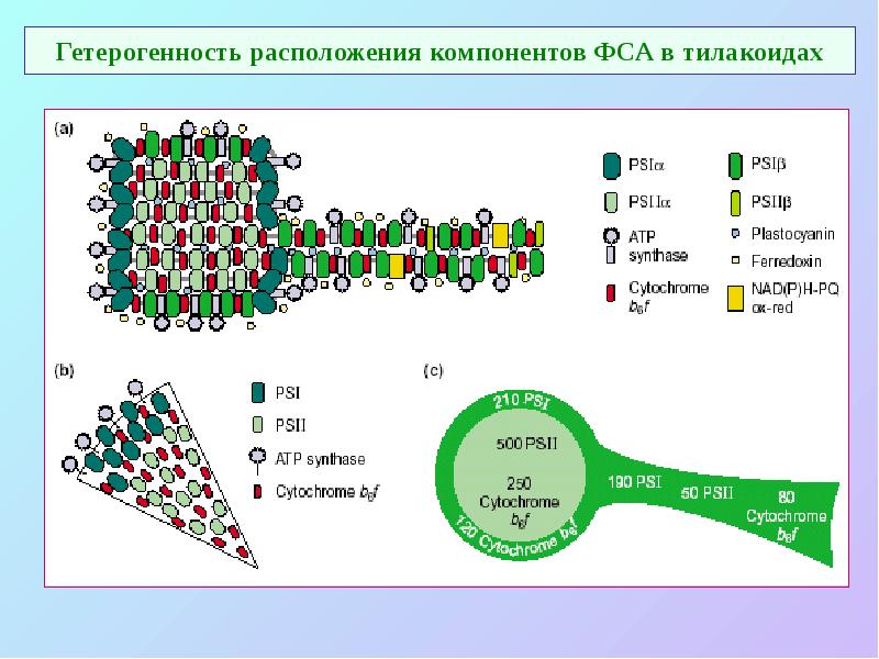 Гетерогенность расположения компонентов ФСА в тилакоидах Гетерогенность расположения компонентов ФСА в тилакоидах