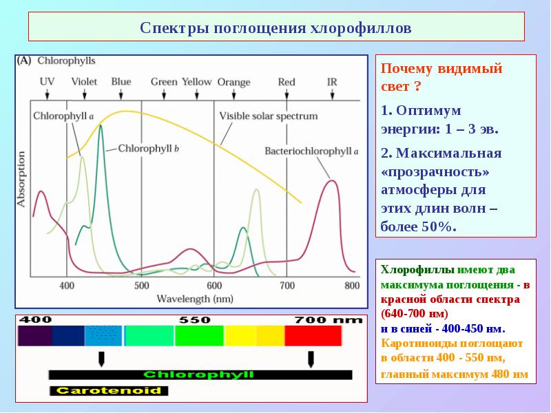 Спектры поглощения хлорофиллов Спектры поглощения хлорофиллов
