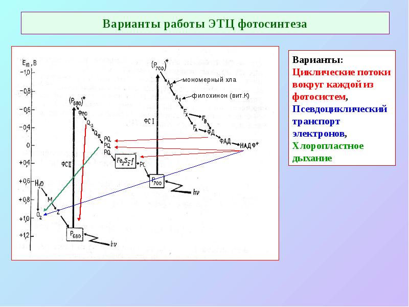 Варианты работы ЭТЦ фотосинтеза Варианты работы ЭТЦ фотосинтеза