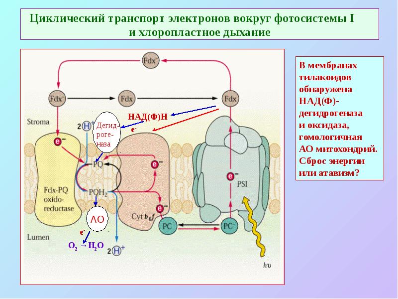 Циклический транспорт электронов вокруг фотосистемы I и хлоропластное дыхание Циклический транспорт электронов вокруг фотосистемы I и хлоропластное дыхание