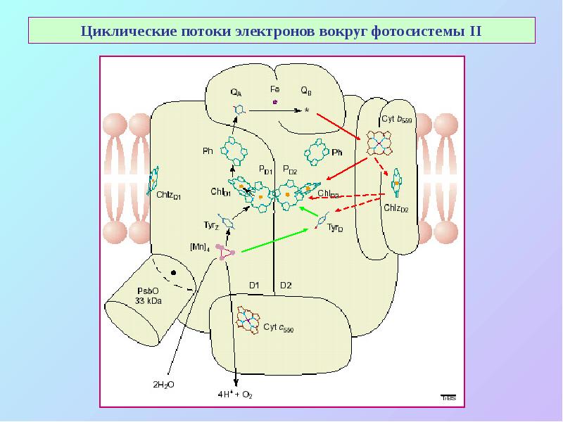 Циклическиe потоки электронов вокруг фотосистемы II Циклическиe потоки электронов вокруг фотосистемы II