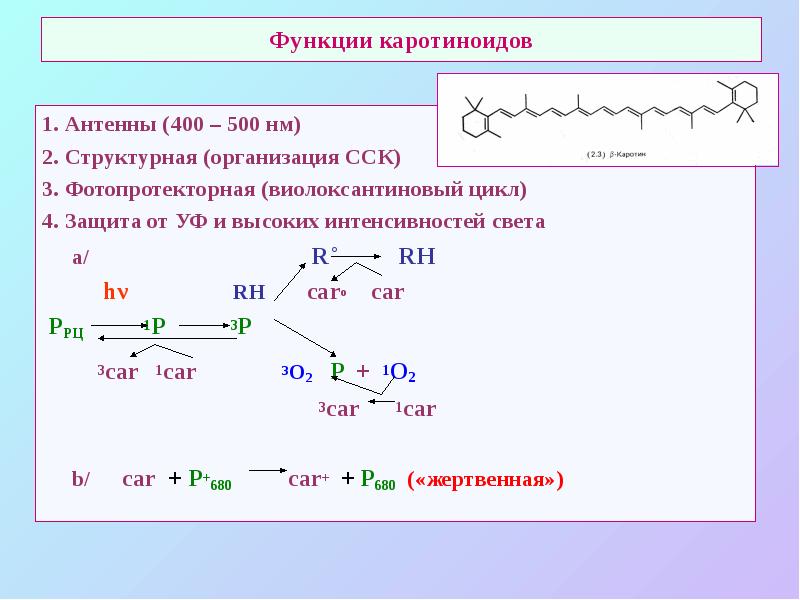 Функции каротиноидов
1. Антенны (400 – 500 нм)
2. Структурная (организация Функции каротиноидов
1. Антенны (400 – 500 нм)
2. Структурная (организация
