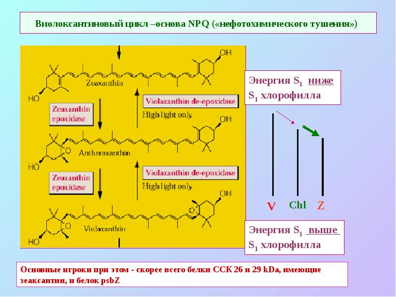 Виолоксантиновый цикл –основа NPQ («нефотохимического тушения») Виолоксантиновый цикл –основа NPQ («нефотохимического тушения»)