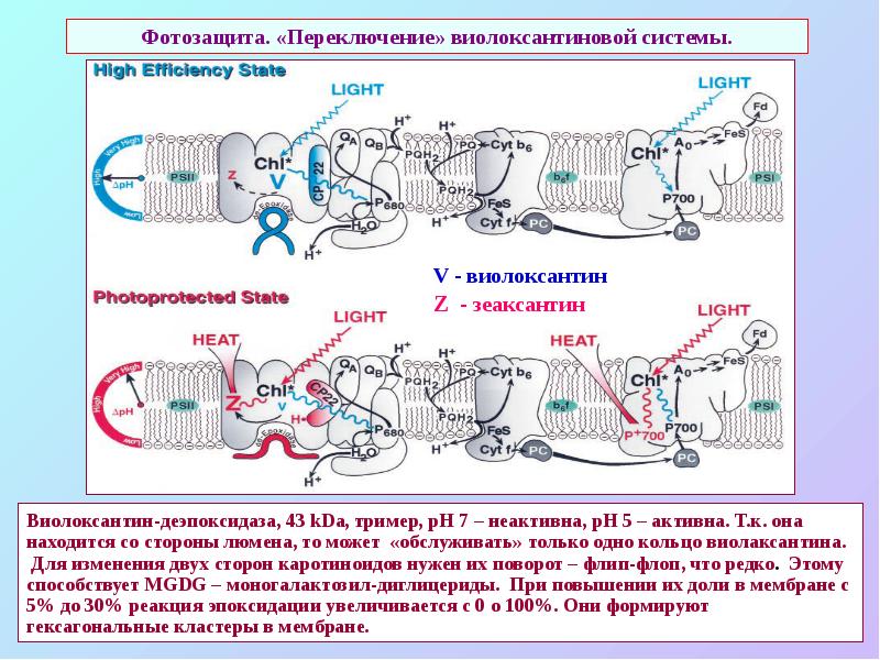 Фотозащита. «Переключение» виолоксантиновой системы. Фотозащита. «Переключение» виолоксантиновой системы.