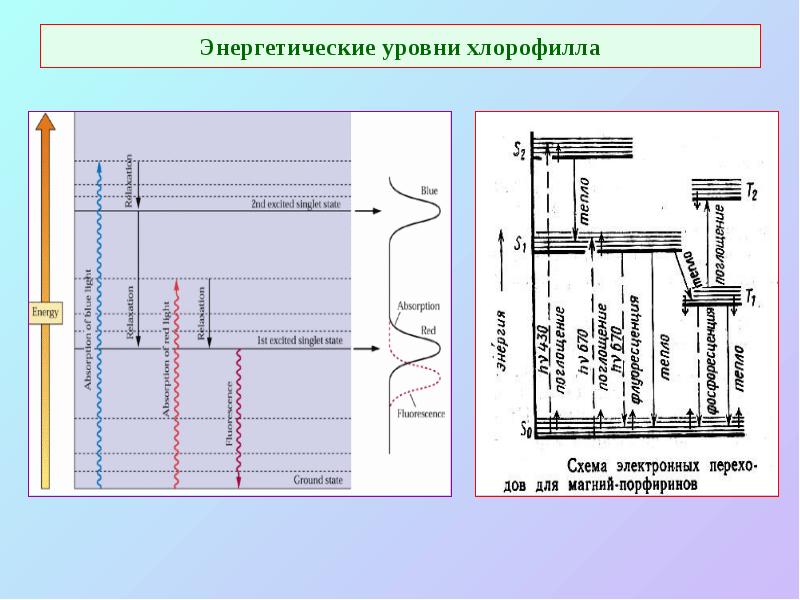 Энергетические уровни хлорофилла Энергетические уровни хлорофилла