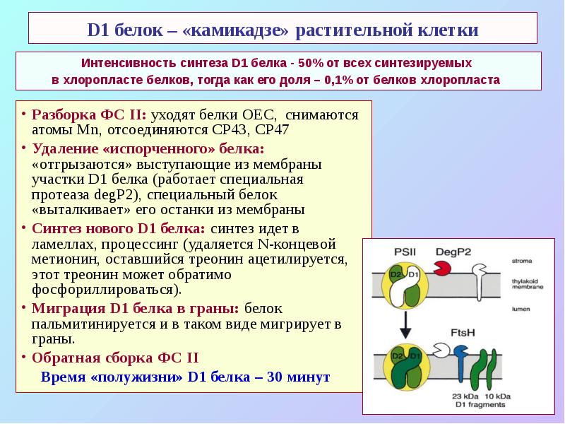 D1 белок – «камикадзе» растительной клетки
Разборка ФС II: уходят белки D1 белок – «камикадзе» растительной клетки
Разборка ФС II: уходят белки