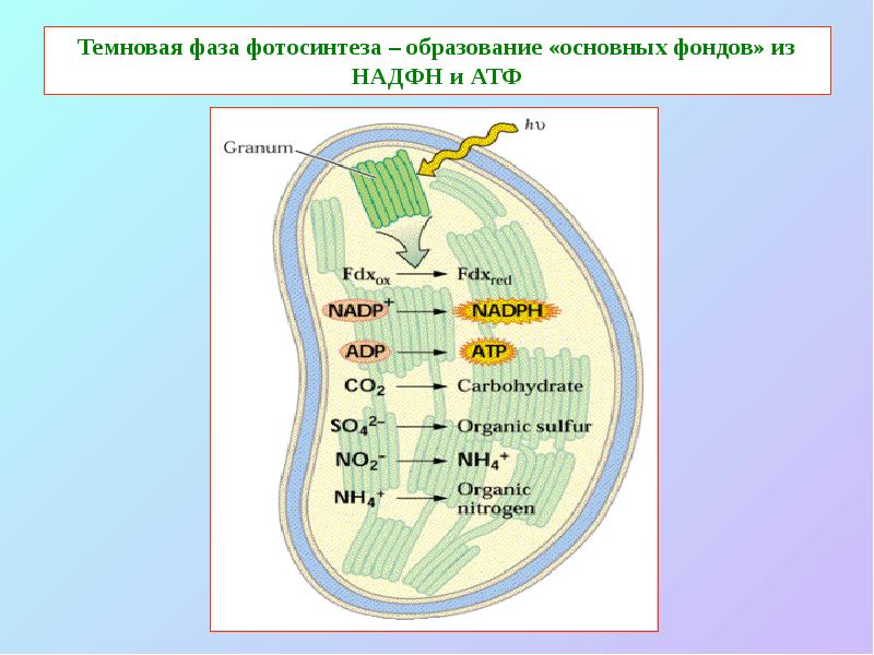 Темновая фаза фотосинтеза – образование «основных фондов» из НАДФН и АТФ Темновая фаза фотосинтеза – образование «основных фондов» из НАДФН и АТФ