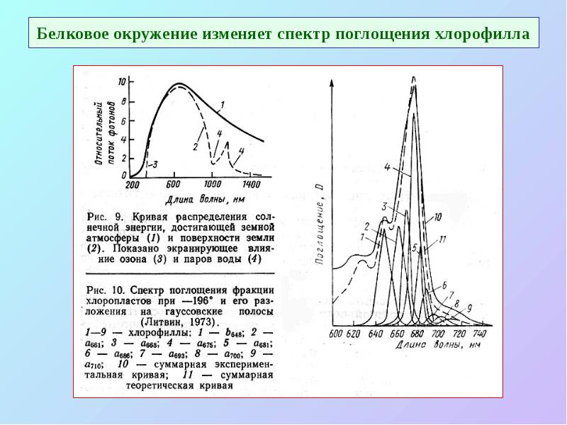 Белковое окружение изменяет спектр поглощения хлорофилла Белковое окружение изменяет спектр поглощения хлорофилла