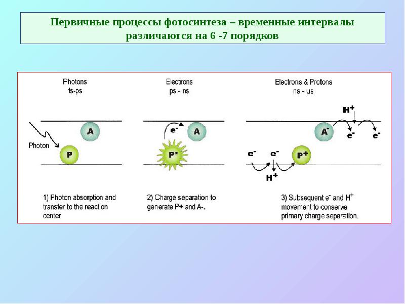 Первичные процессы фотосинтеза – временные интервалы различаются на 6 -7 порядков Первичные процессы фотосинтеза – временные интервалы различаются на 6 -7 порядков