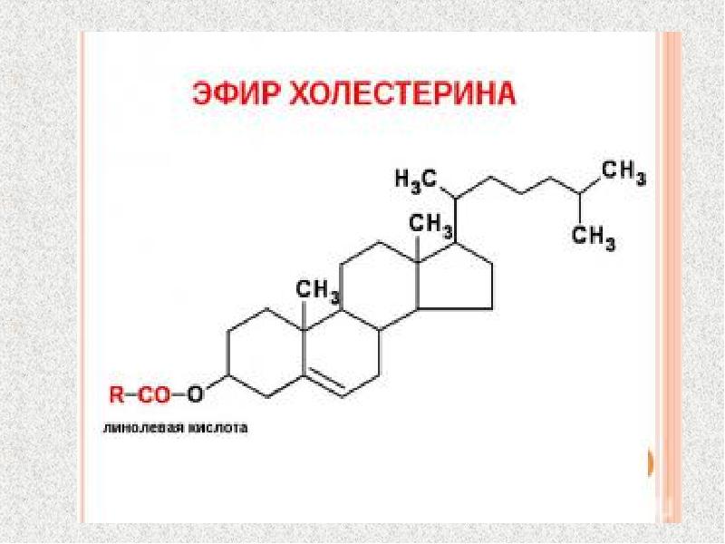 Презентация липидный обмен