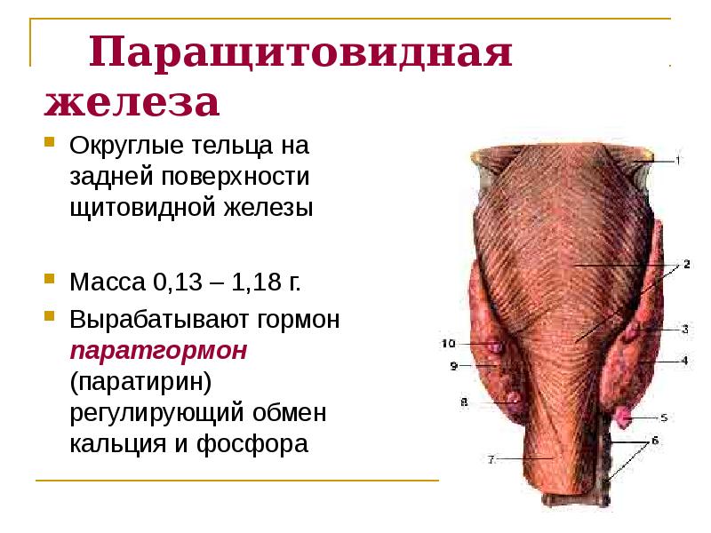 Презентация патология эндокринной системы