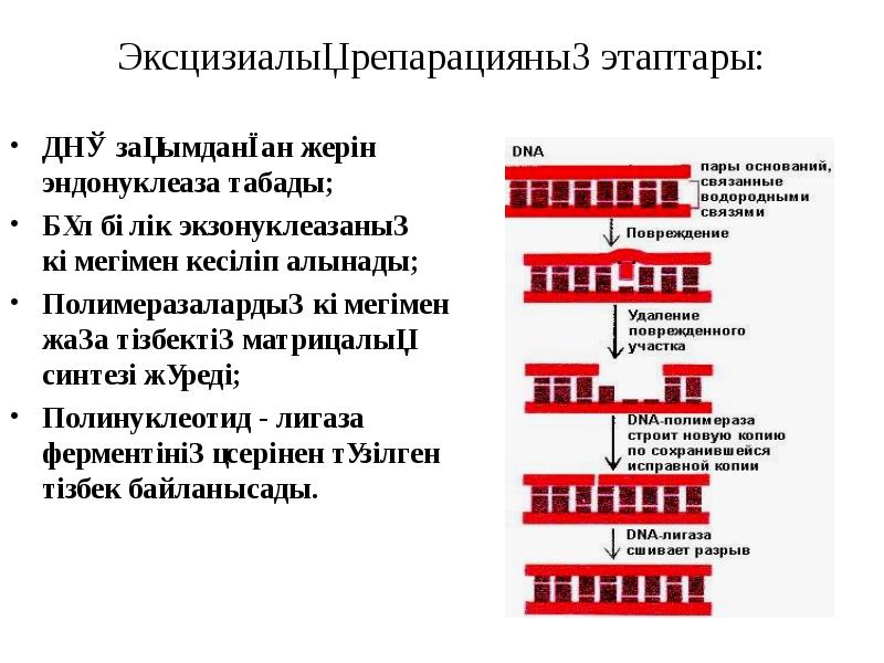 Эксцизиалық репарацияның этаптары: ДНҚ зақымданған жерін эндонуклеаза табады; Бұл бөлік экзонуклеазаның