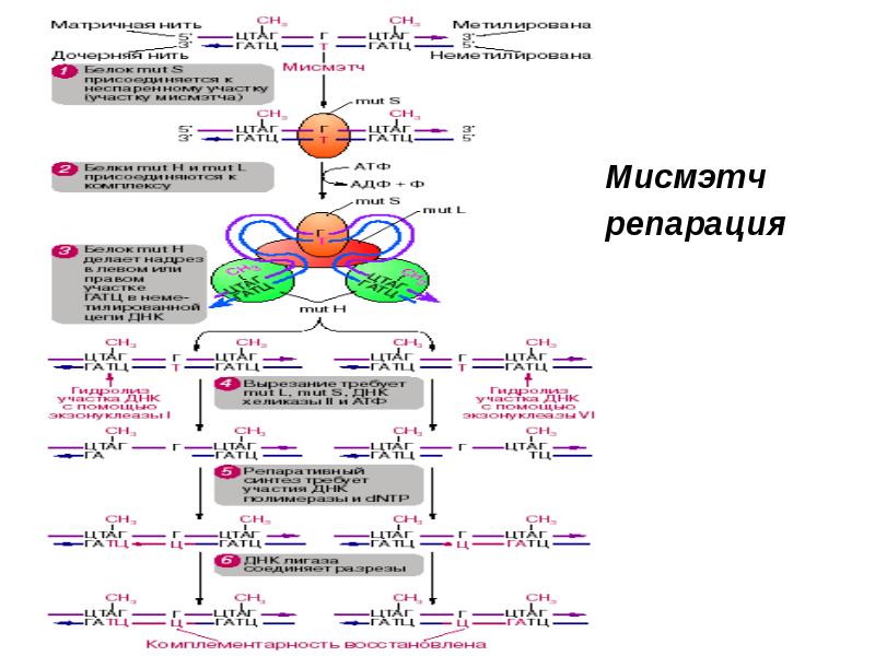 Мисмэтч Мисмэтч репарация