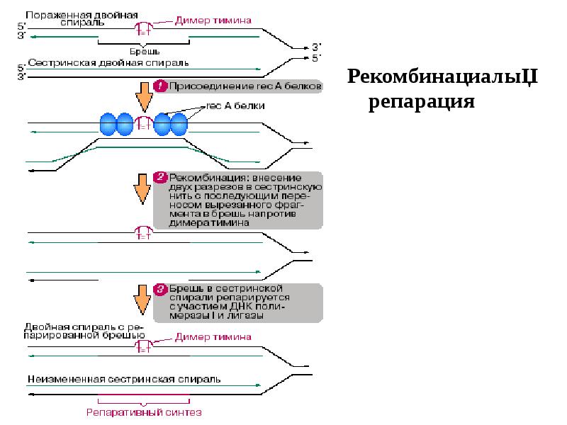 Рекомбинациалық репарация
