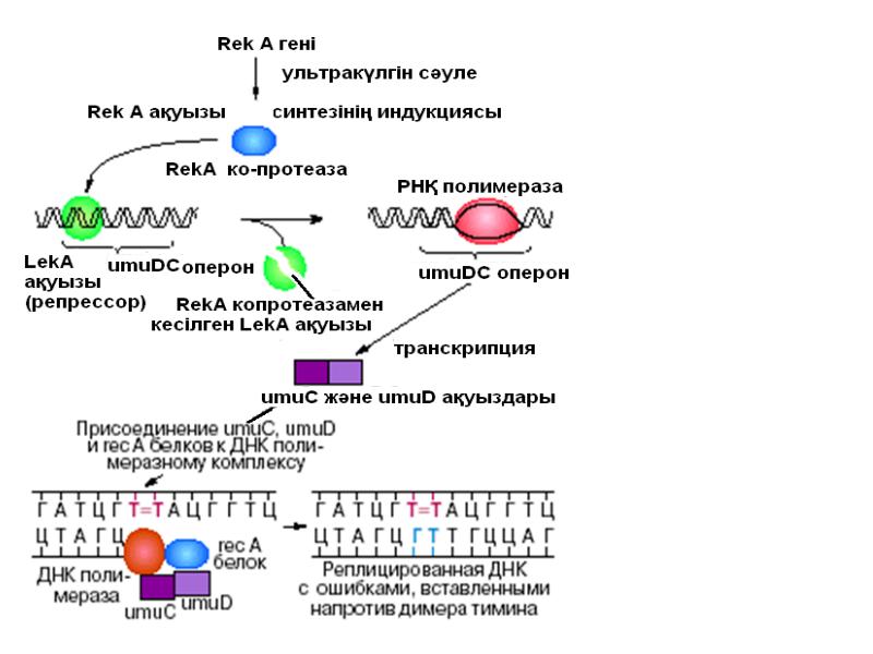 SOS - репарация SOS - репарация