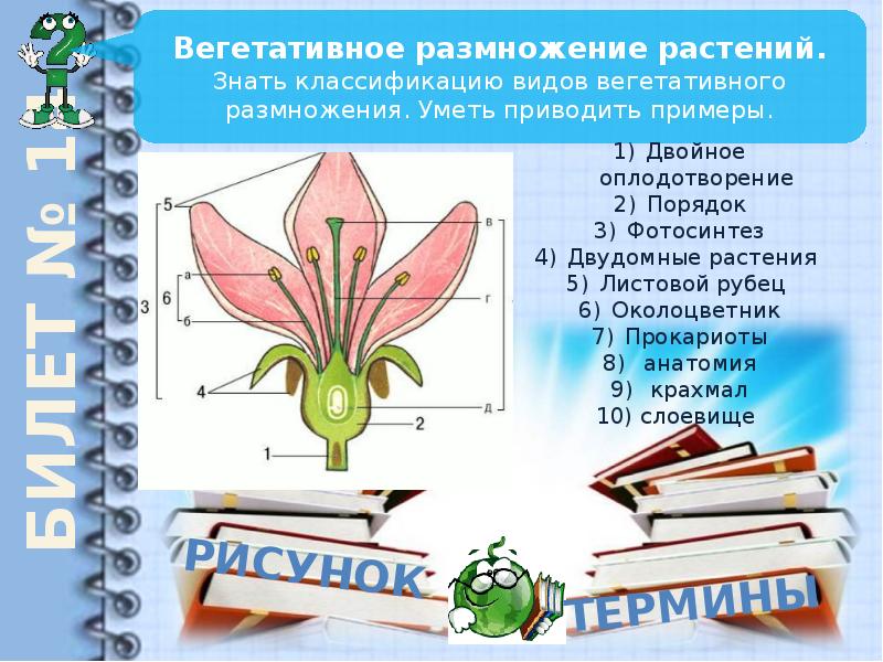 Интерактивная игра по биологии 6 класс презентация