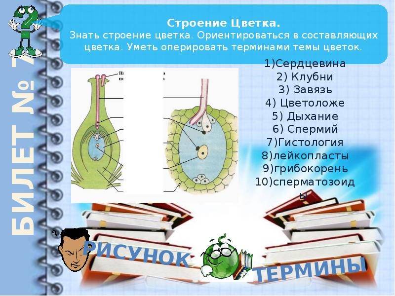 Интеллектуальная игра по биологии 6 класс презентация