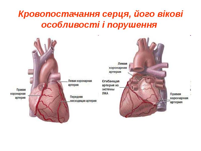 Передняя нисходящая артерия. Передняя нисходящая коронарная артерия. Левая передняя нисходящая артерия. Правая коронарная артерия п/3. Вікові особливості регуляції роботи сердця.