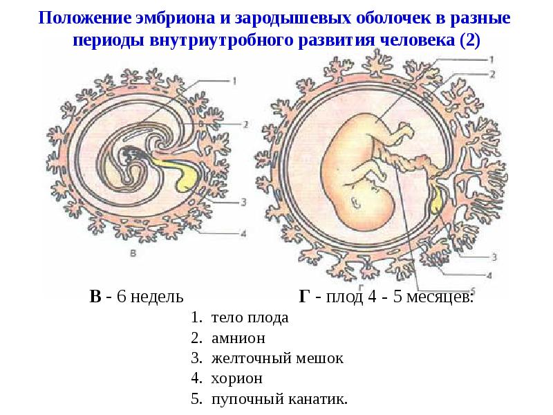 Беременность презентация 8 класс