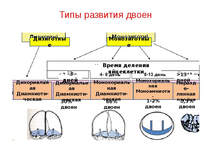 Многоплодная беременность презентация