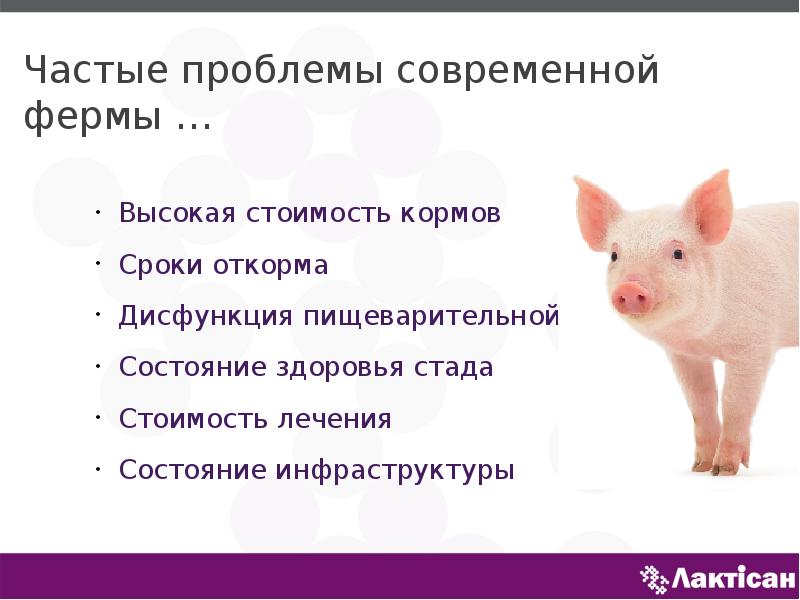 Презентация про свиней