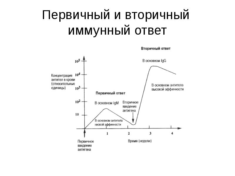 Схема первичный и вторичный иммунный ответ