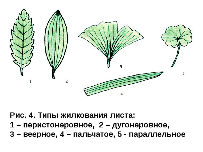 Пальчатое жилкование листа картинки