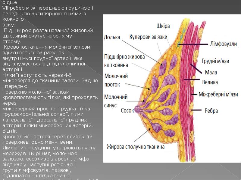 Куперовы железы