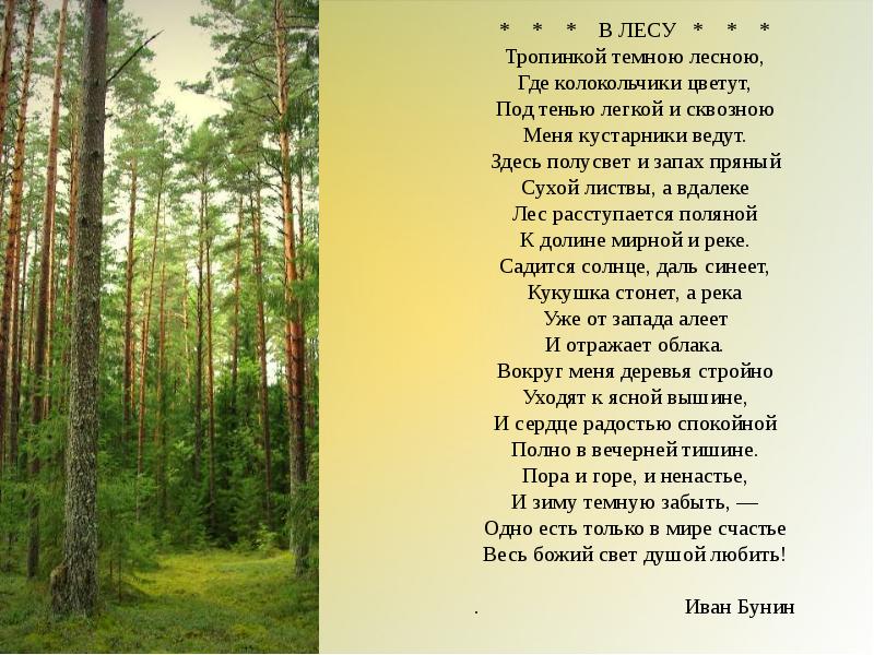 В лесу текст 8 класс русский. Стихотворение про лес. Стихи о лесах. Стихи про лес для детей. Красивое стихотворение про лес.
