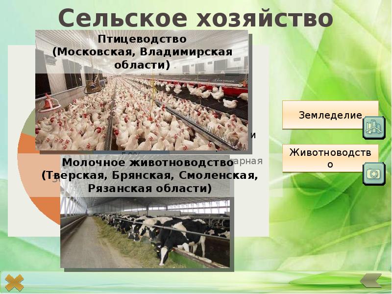 Отрасли экономики владимирской области какие. Растениеводство Владимирской области. Сельское хозяйство Владимирской области. Животноводство Владимирской области. Сельское хозяйство животноводство Птицеводство.