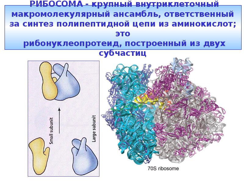 Синтез полипептидной цепи в рибосомах. Синтез полипептидной цепи. Рибонуклеопротеид. Рибонуклеопротеид рибосомы. Рибонуклеопротеиды это в биологии.
