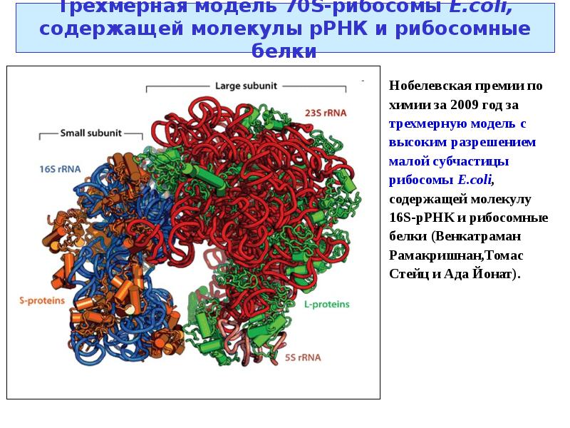 Рибосомы бактерий. Рибосомные белки. Рибосома и РНК. Рибосомы р РНК. Р-РНК И белки.