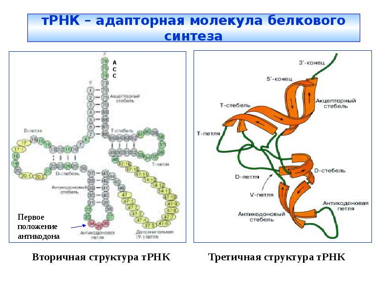 Белок трнк