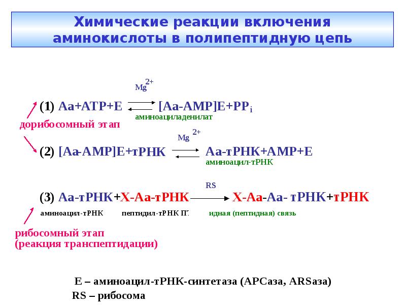 включи аминокислот. 2 функциональные группы аминокислот. химическое строение аминокислот. включи аминокислот. включение аминокислот в синтез глюкозы.