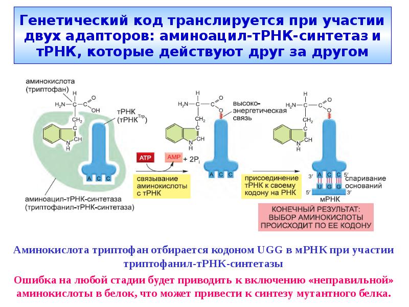 Т рнк это белок. 2. Аминоацил-ТРНК синтетазы. Активация аминокислот трансляция. Этапы активации аминокислот. Аминоацил-ТРНК-синтетаза механизм.