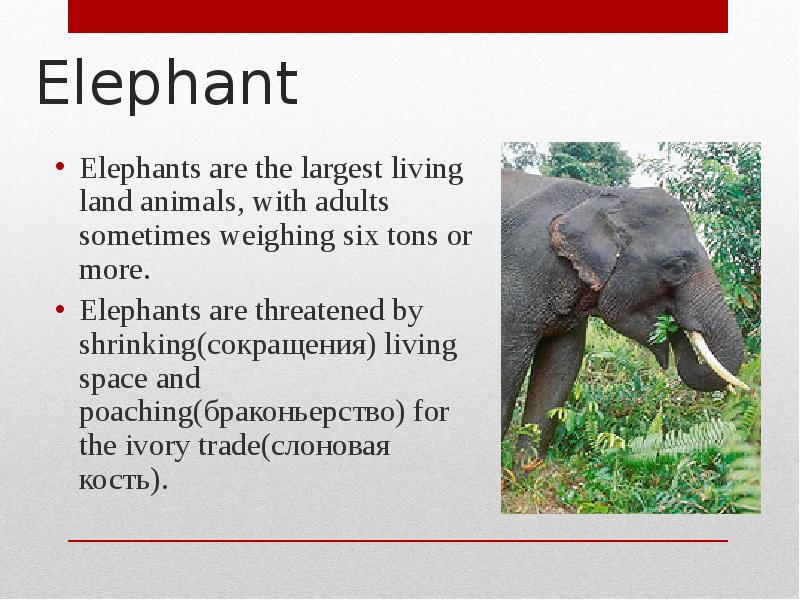 Elephant на русском. Elephant перевод. Подчеркни правильное прилагательное Elephants are big bigger. Elephant are bigger animals.