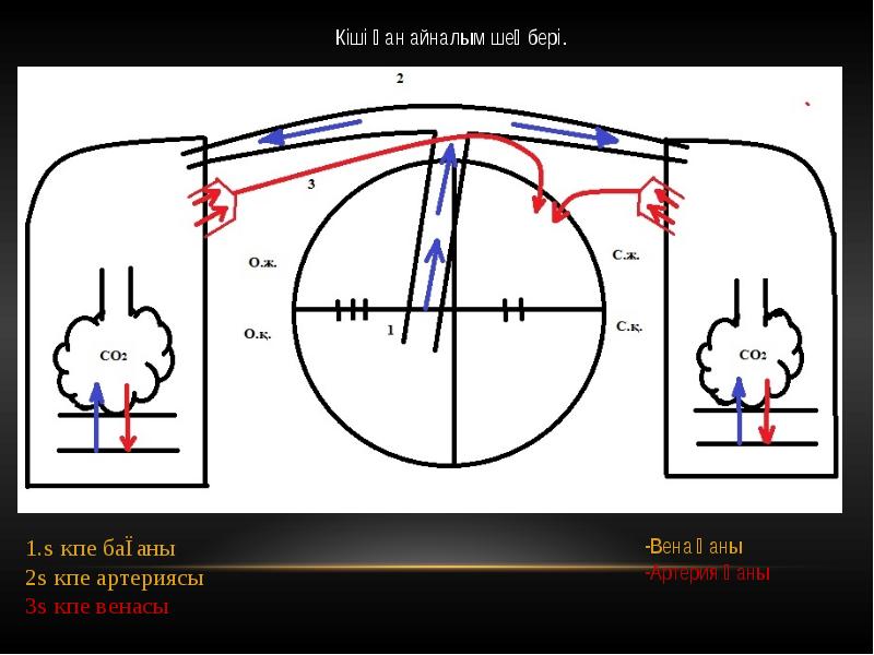 Қан айналу жүйесі презентация