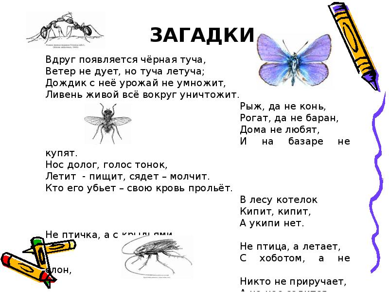 5 загадок 2 класса. Загадки. Загадки про насекомых для детей. Загадки с ответами. Загадки для 2 класса.