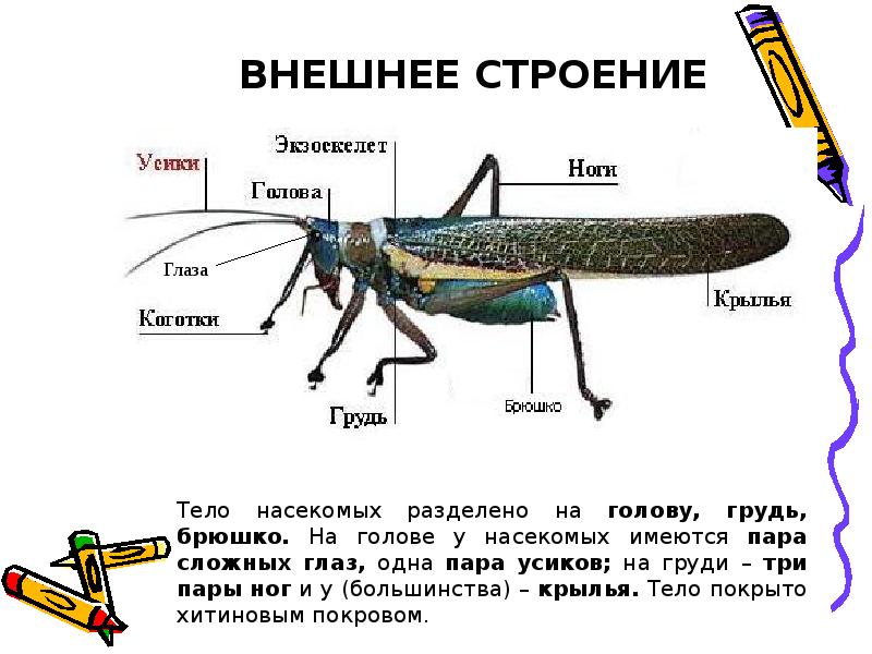 Какие части тела насекомого или птицы являются рычагами презентация