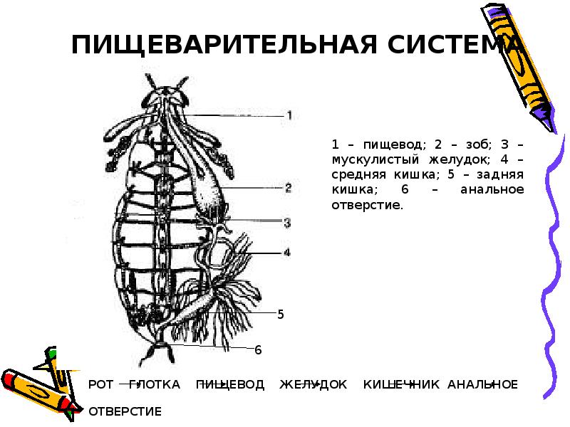 Тест класс насекомые