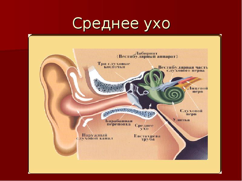 Орган слуха и равновесия презентация