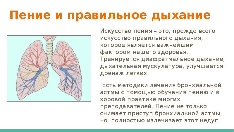 При правильном дыхании вдох. Легкие человека при пении. Дыхательная диафрагма. Методы певческого дыхания. Типы певческого дыхания.