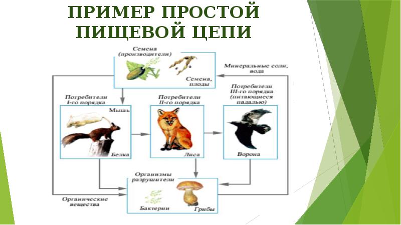 Пример простой пищевой цепи Пример простой пищевой цепи