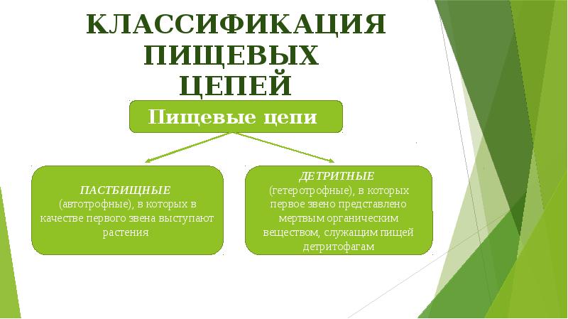 Классификация пищевых цепей Классификация пищевых цепей