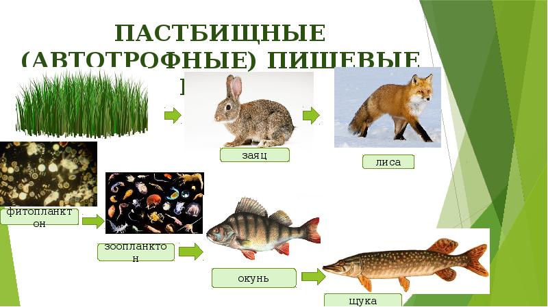 Пастбищные (автотрофные) пищевые цепи Пастбищные (автотрофные) пищевые цепи