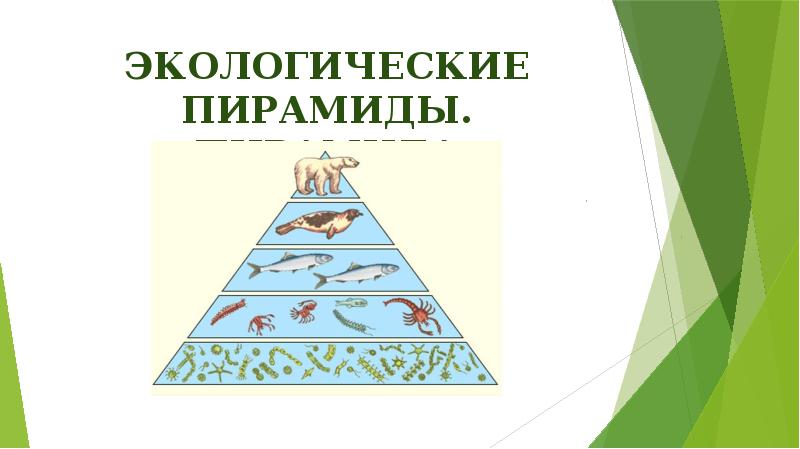 Экологические пирамиды. Пирамида численности Экологические пирамиды. Пирамида численности